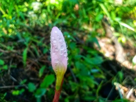Snowdrop flowers Foto stock