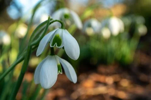 Snowdrop flowers Stock Photos