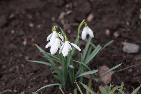 Snowdrop flowers in the snow, first spring flowers Stock Photos