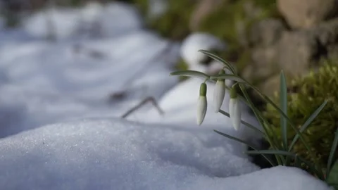 Snowdrop flowers in snow Stock Footage 234828380