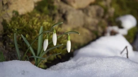 Snowdrop flowers in snow Stock Footage 236621903