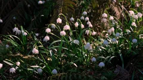 Snowdrop flowers as soft floral background. White petals, natural texture Stock Footage 331983554