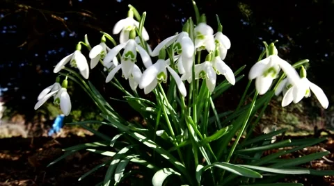Snowdrop flowers in spring Stock Footage 52060204