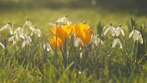 Snowdrop flowers in spring 스톡 동영상 124230603