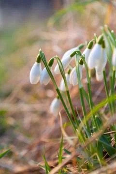 Snowdrop flowers in spring Foto stock
