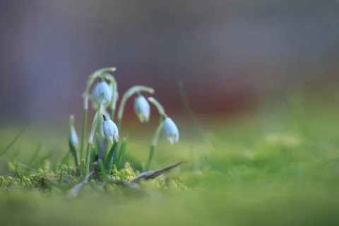 Snowdrop flowers in spring Stock Photos