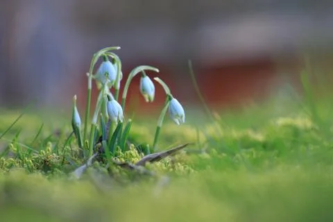 Snowdrop flowers in spring Stock Photos