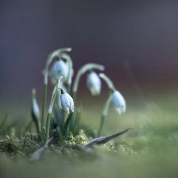 Snowdrop flowers in spring Stock Photos