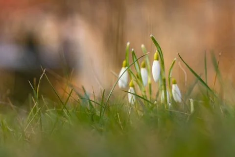 Snowdrop flowers in spring Stock Photos