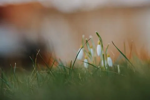 Snowdrop flowers in spring Stock Photos
