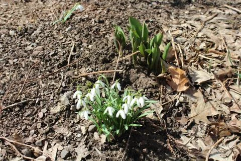 Snowdrop flowers in the spring Stock Photos