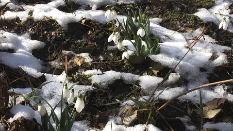Snowdrop flowers in spring snow Stock Footage 86196567