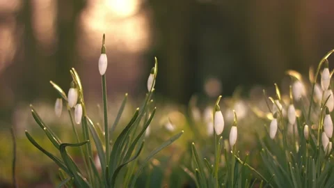 Snowdrop flowers in Spring warm sunshine Stock Footage 331246915