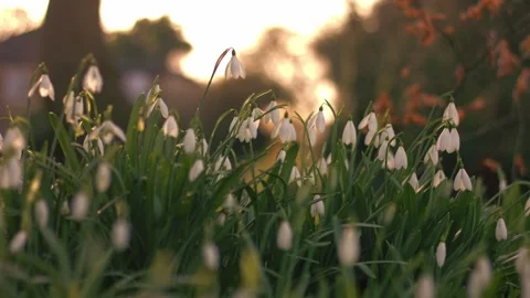 Snowdrop flowers in Spring warm sunshine Stock Footage 331247005