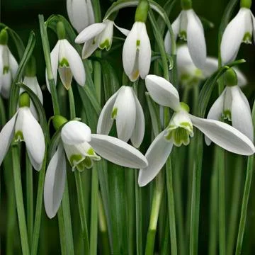 Snowdrop flowers, square Stock Photos