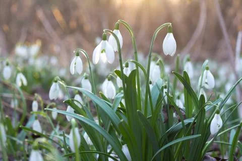 Snowdrop flowers in sunset Stock Photos