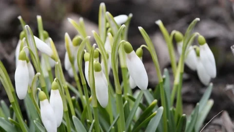 Snowdrop flowers sway in the wind. Stock Footage 183563572