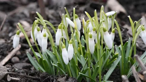 Snowdrop flowers sway in the wind. Spring background. Side view Stock Footage 183559317