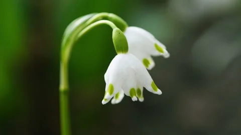 Snowdrop flowers sway in the wind. Spring background. Side view Stock Footage 183572611