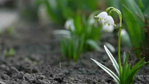 Snowdrop flowers sway in the wind. Spring background. Side view. Stock Footage 183781563