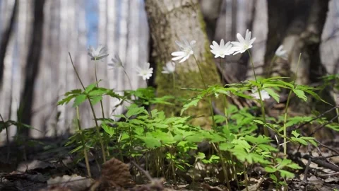 Snowdrop flowers swinging in the wind Stock Footage 150292862