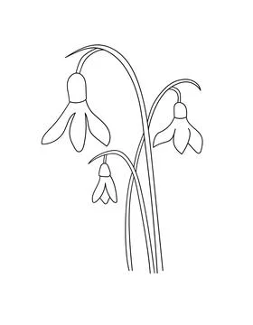 Snowdrop Flowers on white background Stock Illustration