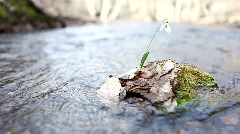 Snowdrop Stock Footage 1012901