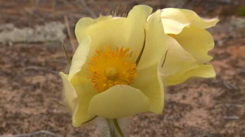 Snowdrop Video stock 7741550