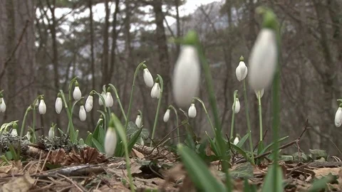 Snowdrop Stock Footage 73834306