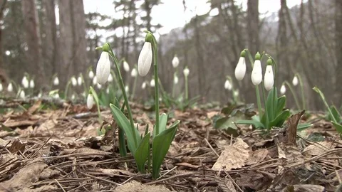 Snowdrop Stock Footage 73834601