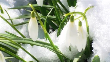 Snowdrop Vidéo 85695558