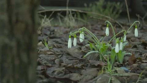 Snowdrop Video stock 326971295