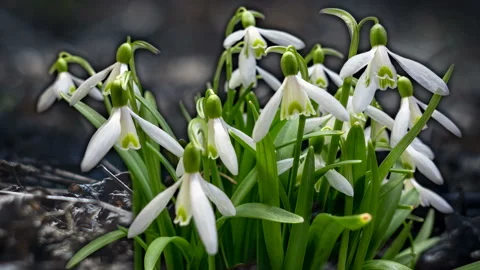 Snowdrop in the forest, blooming snowdrops in the forest, snowdrops are rare 스톡 동영상 124630705