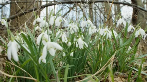 Snowdrop in  forest Video stock 47743514