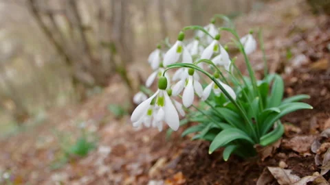 Snowdrop in forest. Vídeos de archivo 101026039