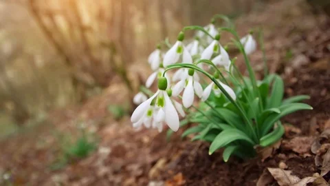 Snowdrop in forest. Stock Footage 101026047