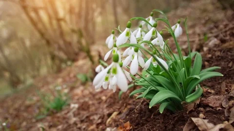 Snowdrop in forest. Video stock 101026053
