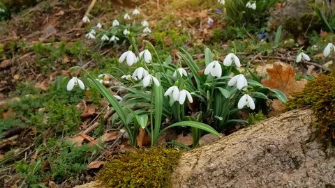 Snowdrop in forest. Video stock 103009367