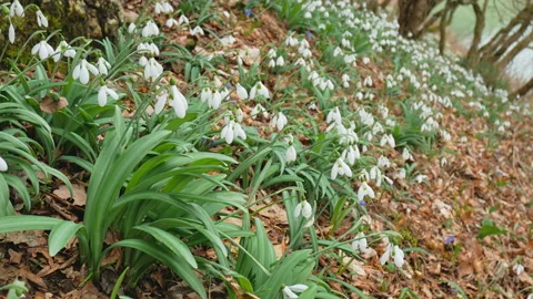 Snowdrop in forest.  Video stock 103010035