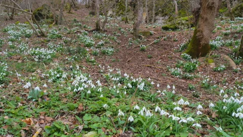 Snowdrop in forest.  Stock Footage 103010972