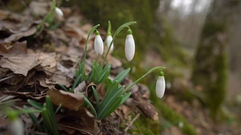 Snowdrop in forest. Stock Footage 123483759