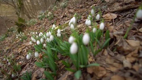 Snowdrop in forest.  Stock Footage 123483775