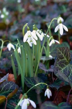 Snowdrop on forest ground in springg Stock Photos