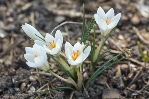 Snowdrop in the forest Stock Photos