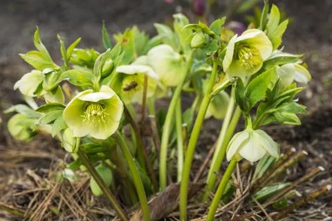 Snowdrop in the forest Stock Photos