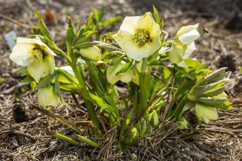 Snowdrop in the forest Stock Photos