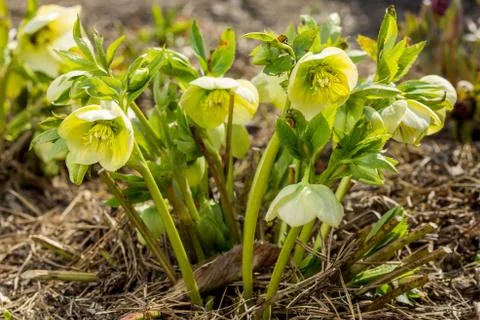 Snowdrop in the forest Stock Photos