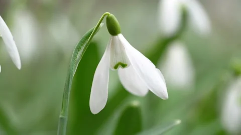 Snowdrop - Fresh snowdrop on green background Stock Footage 151771978