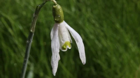 The Snowdrop (Galanthus). Stock-Footage 44191352