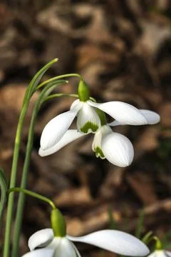 Snowdrop  'Galatea' 스톡 사진